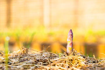 The first young shoot of asparagus grows from the soil with dry grass mulch, close-up on a blurred background. Morning sunrise on the garden