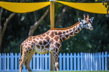 Obraz premium Giraffe in zoo enjoying the sun