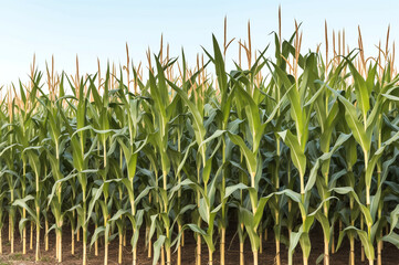 Obraz premium Cornfield with blue sky