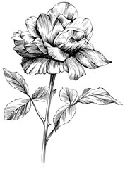Rose flower isolated on white. hand drawn vintage .