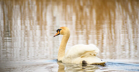 Białe łabędź na rozmytym tle © Paweł Kacperek