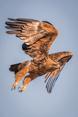 Tawny eagle flies against perfect blue sky