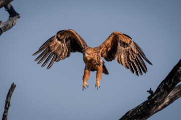 Tawny eagle flies past branches in sunshine