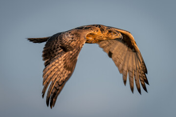 Tawny eagle through in perfect blue sky