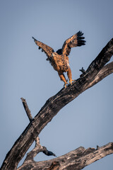 Tawny eagle takes off from dead branch
