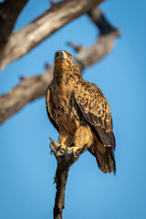 Tawny eagle on dead branch of tree
