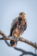 Tawny eagle lifting foot on dead branch