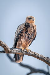 Tawny eagle on branch under clear sky