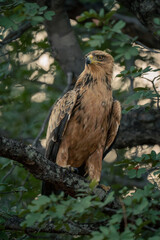 Tawny eagle in leafy tree turning head