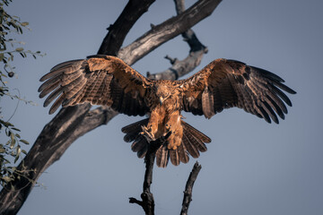 Tawny eagle lands on branch in sunshine
