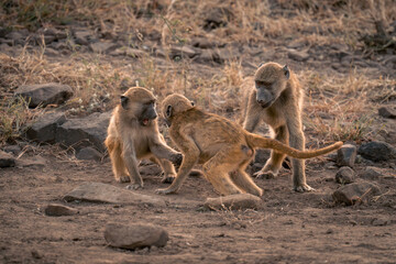 Three chacma baboons play among dusty rocks