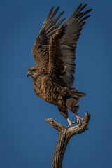 Tawny eagle lifting wings to take off