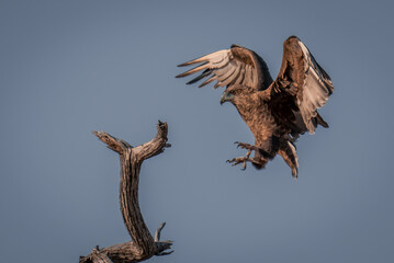 Tawny eagle flies towards dead tree branch