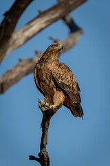Tawny eagle turning head on dead branch