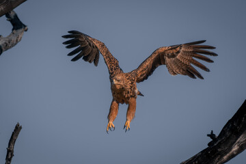 Tawny eagle flies past tree in sunshine