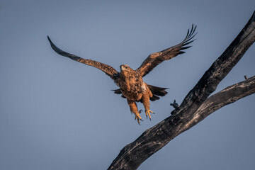 Tawny eagle flies away from dead branch