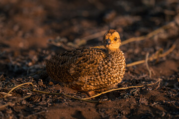 Swainson spurfowl chick with catchlight watches camera