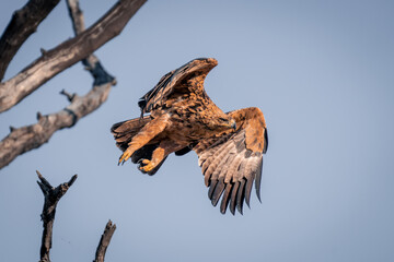 Tawny eagle taking off from dead branch