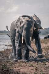 Two African elephants running along sunny riverbank