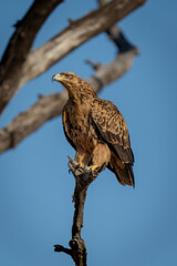 Tawny eagle on dead branch in sun