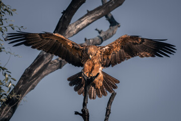 Tawny eagle lands on stump in sunshine