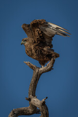 Tawny eagle lifts wings to take off