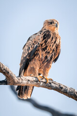 Tawny eagle in sunshine on dead branch