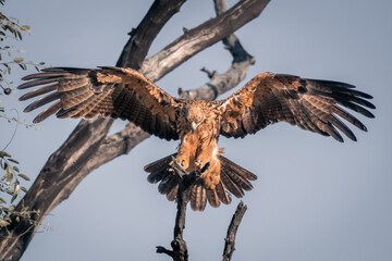 Tawny eagle lands on tree in sunshine