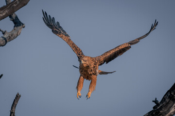 Tawny eagle flies through branches of tree