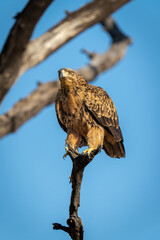 Tawny eagle crouches on branch in sunshine