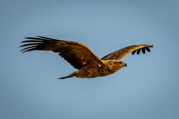 Tawny eagle gliding in perfect blue sky