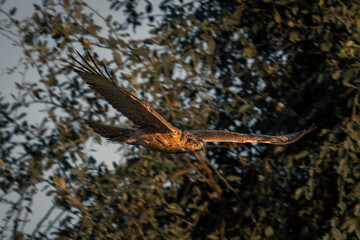 Tawny eagle glides past trees with catchlight
