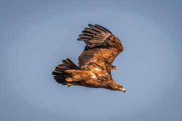 Tawny eagle flies through clear blue sky