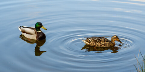 Kaczki samiec i samica pływające po jeziorze © Paweł Kacperek