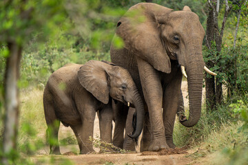 Fototapeta na wymiar African Elephants in the Kruger National Park, Limpopo, South Africa, Balule 