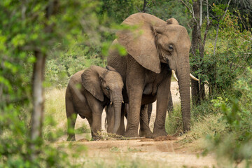 Fototapeta premium African Elephants in the Kruger National Park, Limpopo, South Africa, Balule 