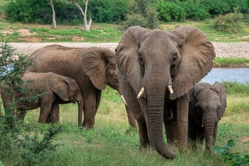 Obraz premium African Elephants in the Kruger National Park, Limpopo, South Africa, Balule 