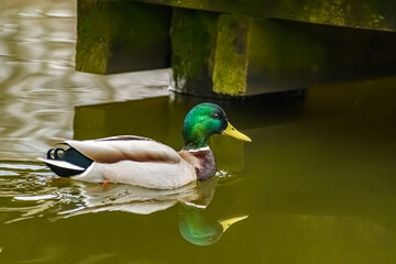 Kaczka krzyżówka pięknie ubarwiona 
