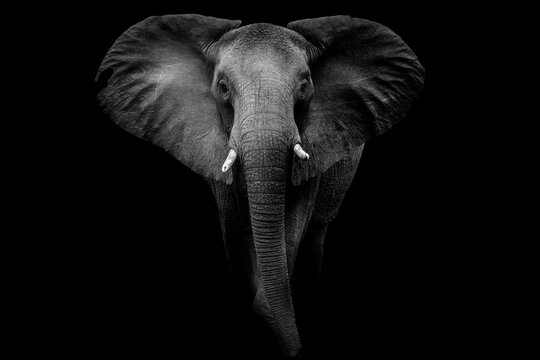 African Elephants in the Kruger National Park, Limpopo, South Africa, Balule  