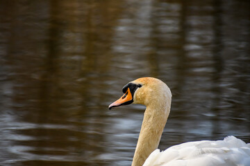 Profil łabędzia na tle wody