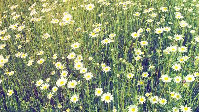 Chamomile Matricaria is a genus of annual flowering plants in the Asteraceae. Chamomile Matricaria chamomilla or Matricaria recutita is used for medicinal and cosmetic purposes. Meadow, retro style