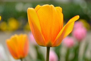 Obraz premium colorful blooming tulips in the garden