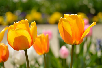 colorful blooming tulips in the garden