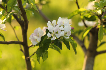 White flowers and pink buds of a blooming apple tree in the garden. Apple blossoms. In the rays of the sun. Space for text