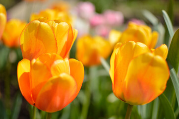 colorful blooming tulips in the garden