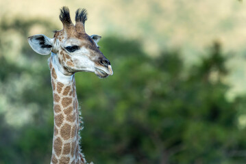 Giraffe in the Kruger National Park, Limpopo, South Africa 