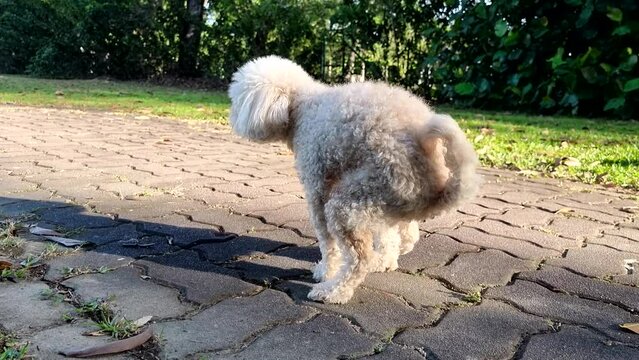 Female poodle pet dog having difficulties to poop in public park due to constipation