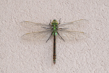Libellula verde
