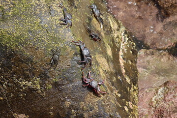The red rock crab (grapsus grapsus) in Camara de Lobos in Madeira