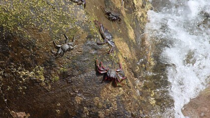 The red rock crab (grapsus grapsus) in Camara de Lobos in Madeira